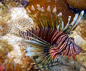 Divers learn about the background of the lionfish invasion, the biology and ecology of the fish, and current and future impacts. Image: Adam Nardelli